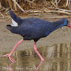 Purple Gallinule