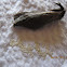 Moth Eggs