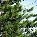 Cook Pine