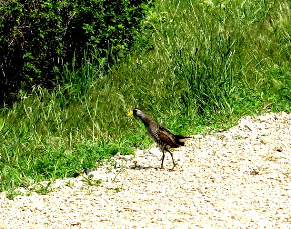 Spotting Image 1