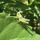 Grasshopper nymph