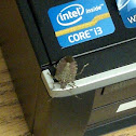 Stink Bug