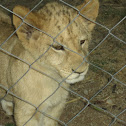 Lion (cubs)