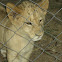 Lion (cubs)