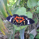 Dayflying Moth