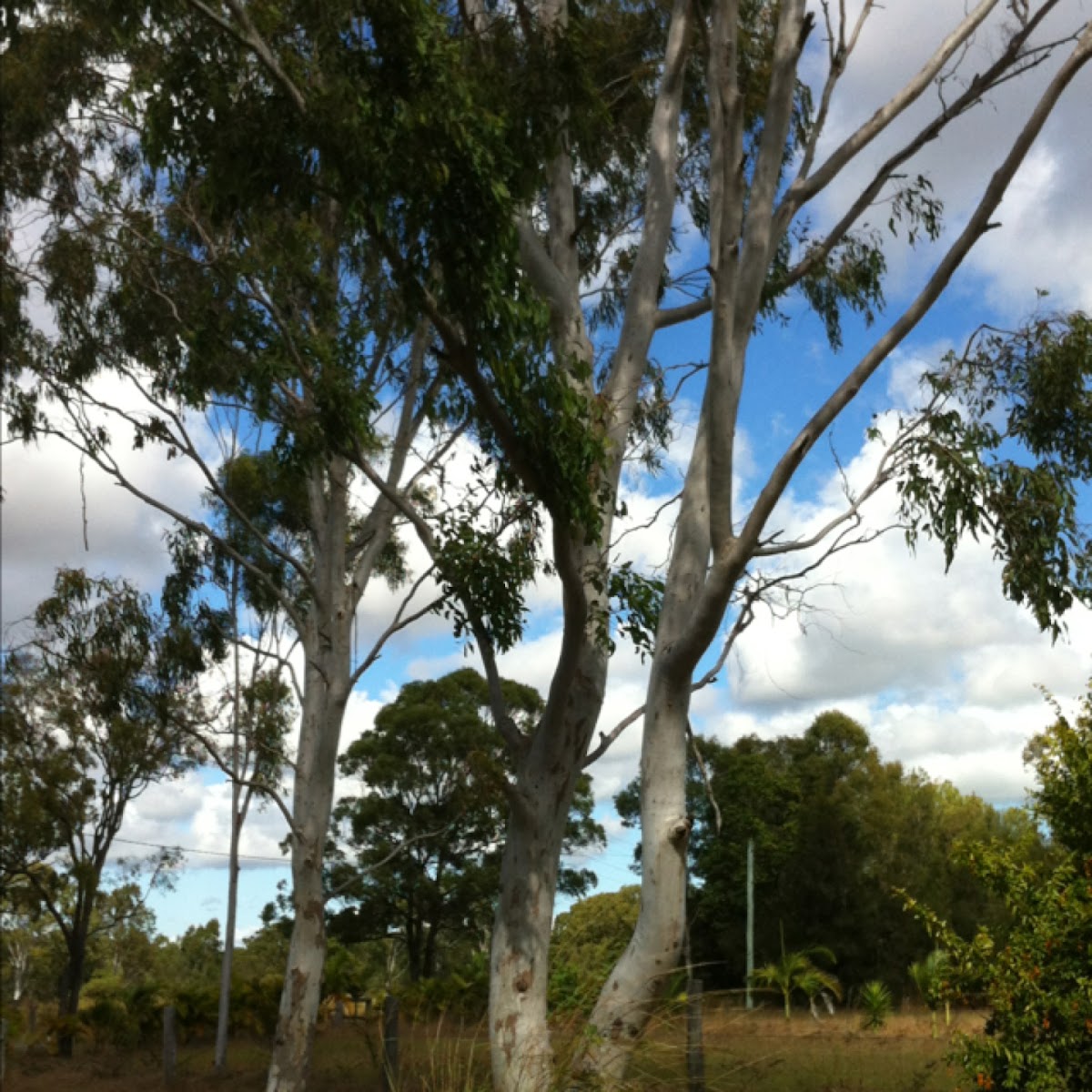 Queensland blue gum