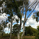 Queensland blue gum