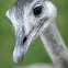Greater Rhea