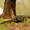 Water monitor