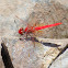 Scarlet Percher Dragonfly (male)