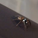 jumping spider