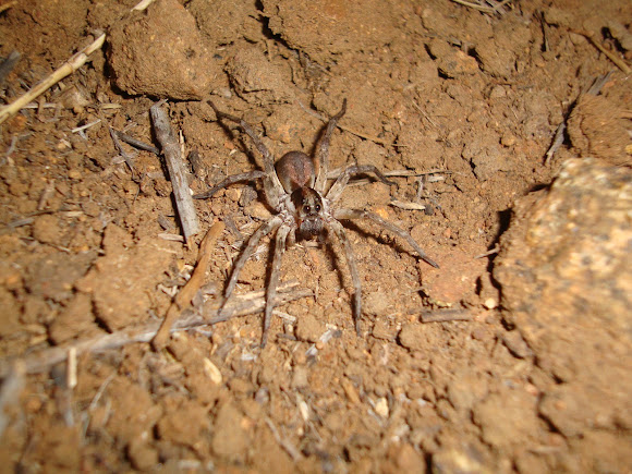Spotting Image 1