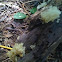 White fungi