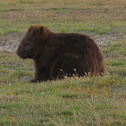 Wombat