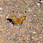 Satyr Comma