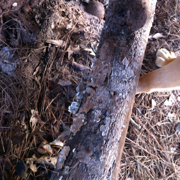 Spotting Image 1