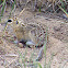 Thirteen-lined Ground Squirrel