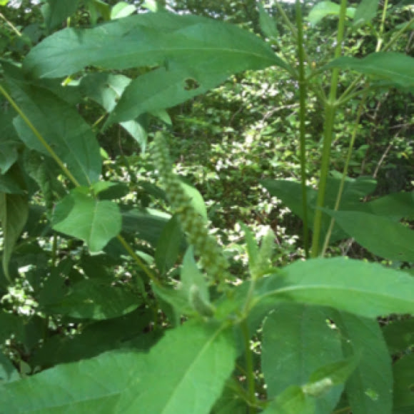 Spotting Image 1