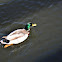 Mallard