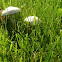 Meadow Mushroom
