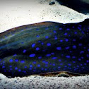 bluespotted ribbontail ray