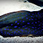 bluespotted ribbontail ray