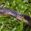 King Cobra