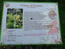 Tulipier De Virginie