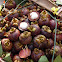 Purple mangosteen