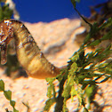 Seahorse