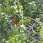 Summer Tanager