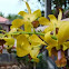 Orchid