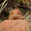 Central Bearded Dragon