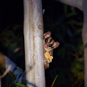 Squirrel Glider