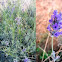 Lavandula. Lavanda, alhucema, espliego o cantueso