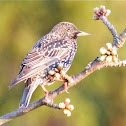 Common Starling