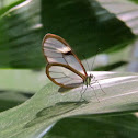Hymenaea Clearwing