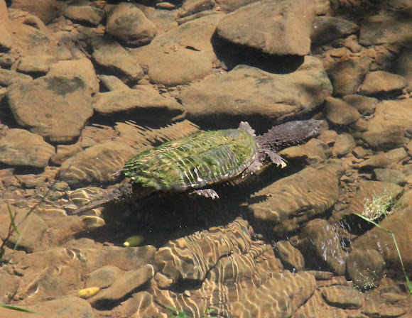 Spotting Image 1