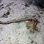 Hazelworm