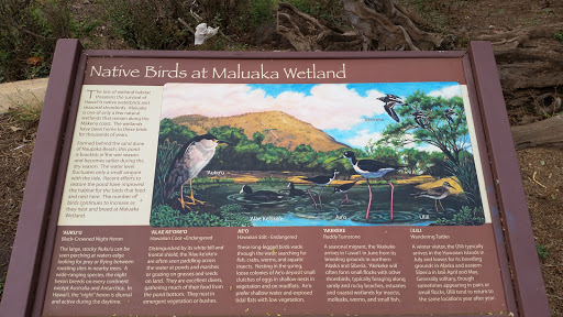 Native Birds At Maluaka Wetland