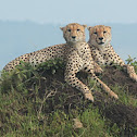 Cheetah