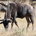 Blue wildebeest
