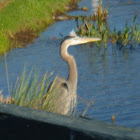 Great Blue Heron