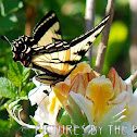 Western Tiger Swallowtail