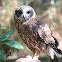 Southern Boobook