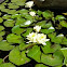 Yellow Waterlily