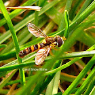 Syrphid Fly