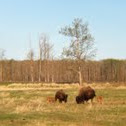 Plains Bison