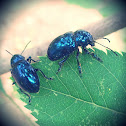 Chrysochus chinensis Baly