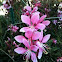 Pink Gaura